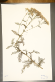 Achillea millefolium RCPGdnHerbarium (19).JPG
